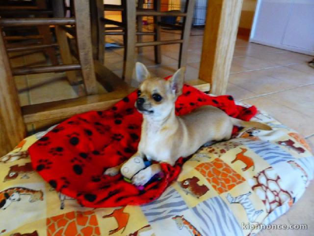 Chiots Chihuahua jolie