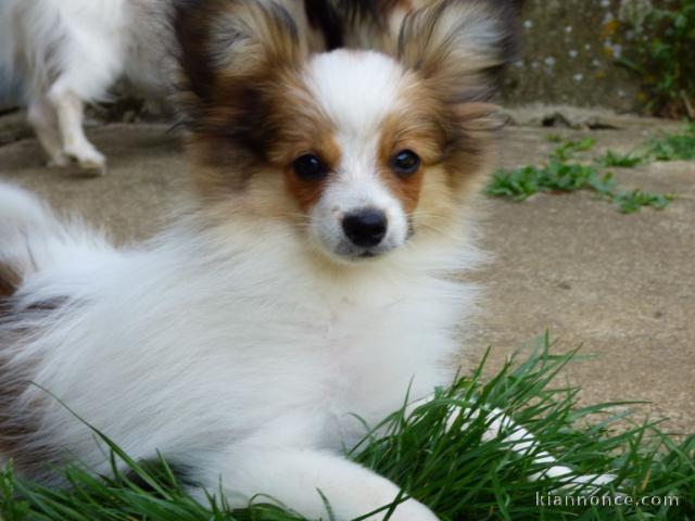 Chiot Epagneul nain Continental (Papillon)