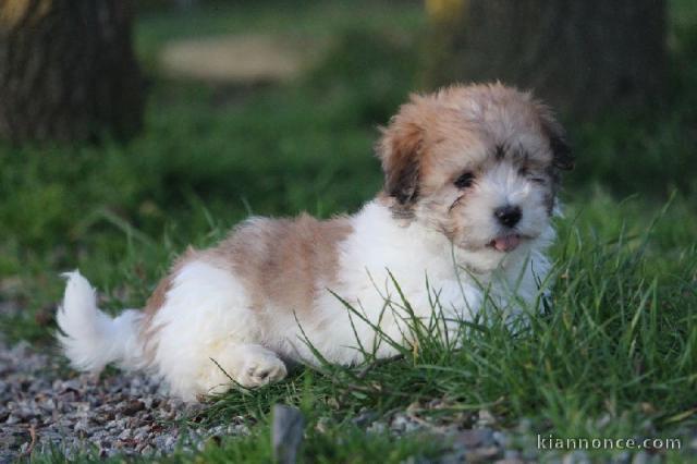 Chiots Coton de Tulear