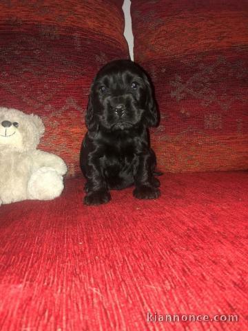Chiots Cocker Spaniel Anglais 