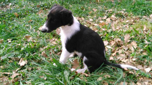 Chiots Barzoi de 3 mois