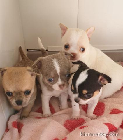 Chiots de race Chihuahua Non LOF