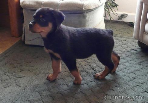 chiots Rotweiller pour bonne maison