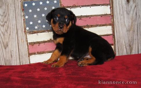 Chiots rottweiler pour bonne maman