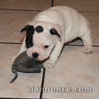 Disponible de suite Chiots Bouledogues français