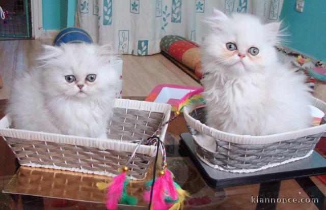 Disponible de suite Chatons type Persans