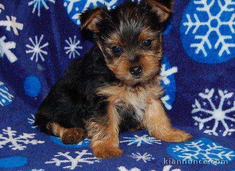 Chiots yorkshire disponible pour adoption