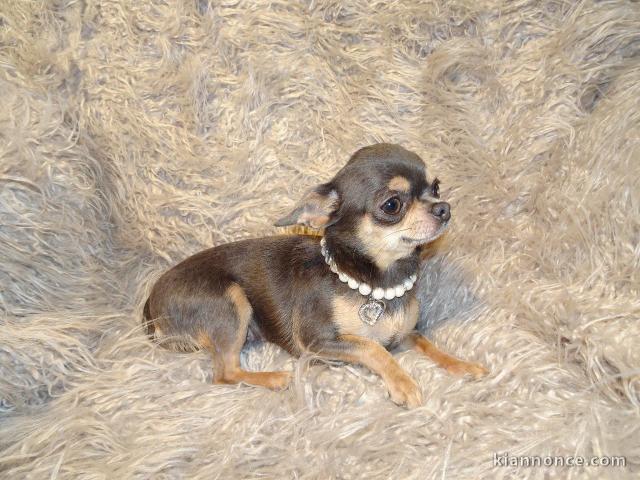 CHIOT CHIHUAHUA L\