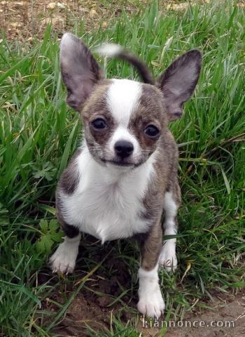 CHIOT CHIHUAHUA L\