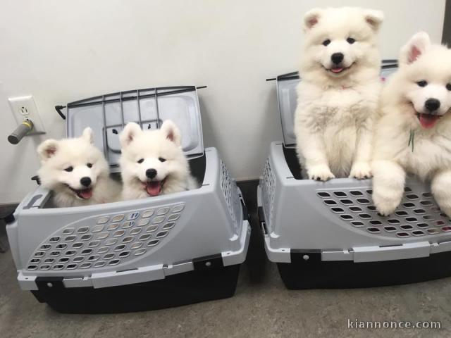 chiots samoyèdes disponible de suite