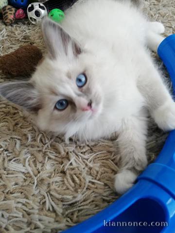 chatons Ragdolls Disponible de suite