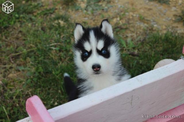 chiots husky de Sibérie disponible
