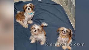 CHIOT KOREAN PRET POUR L\