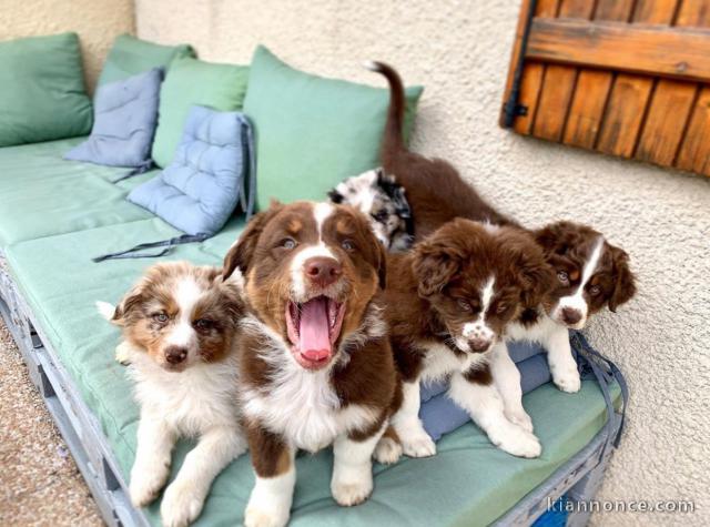 Magnifique chiots berge australien 