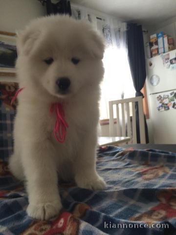 chiots samoyèdes disponible de suite