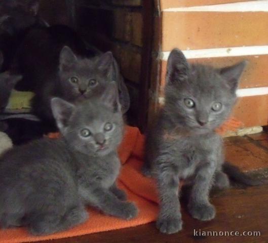 Adorable chatons Chartreux