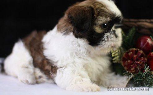 Chiots shih tzu pour bonne maison