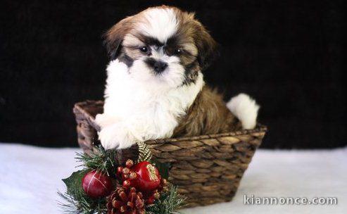 Chiots shih  tzu pour bonne maison