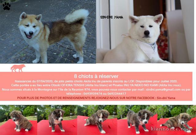 Magnifiques Chiots akita inu Disponibles