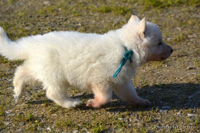 Chiots Berger Blanc Suisse 