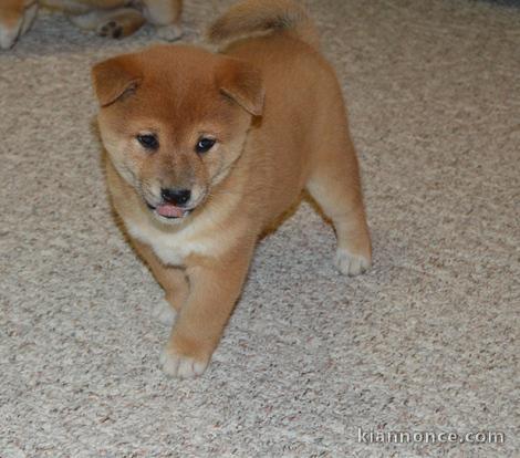 Chiots shiba inu pour bonne famille