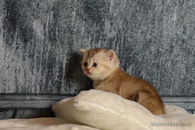 Chatons Scottish Fold