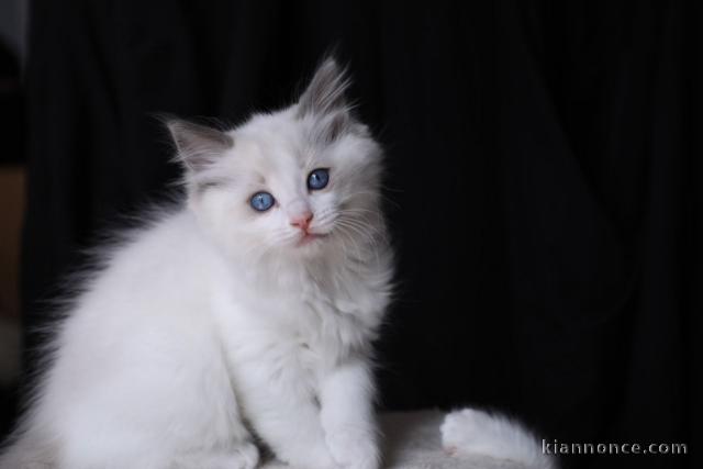 CHATONS RAGDOLL POUR L\