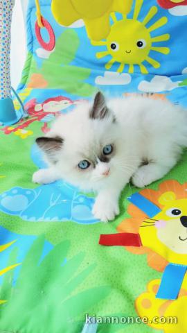 CHATONS RAGDOLL POUR L\