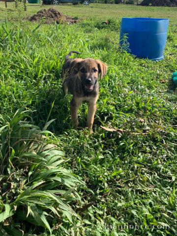 Chien a donner urgent