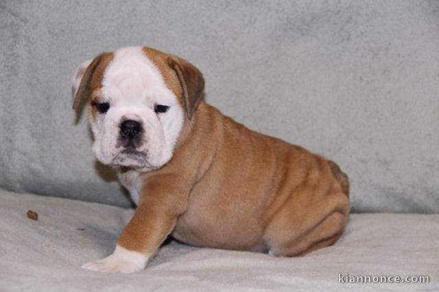 bouldog anglais disponible