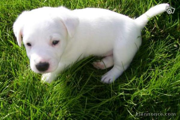 chiot jack russel disponible