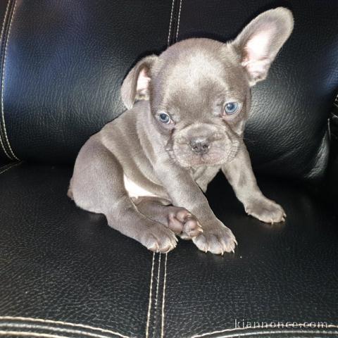 Chiots bouledogue Francais Blue pour bonne maison