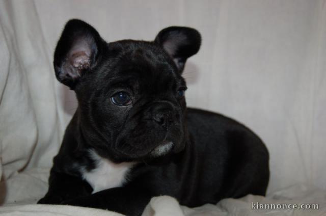 Disponible de suite Chiots Bouledogues français