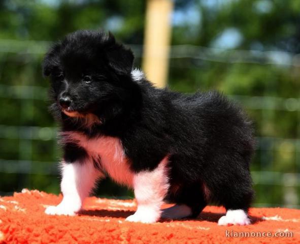 Chiot Border Collie adorable