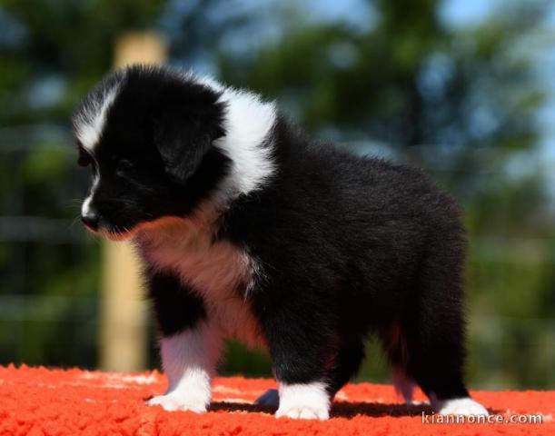 Chiot Border Collie adorable