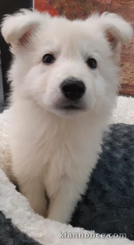 Chiots Berger Blanc Suisse1