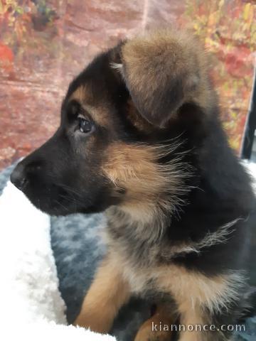 Chiots Berger Blanc Suisse