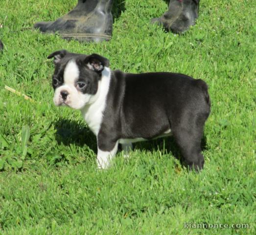 bébé chiot boston terrier 