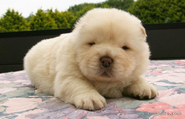 bébé chiot chow chow 3 mois