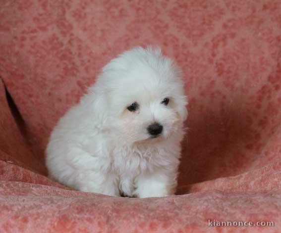bébé chiot  coton de tulear 