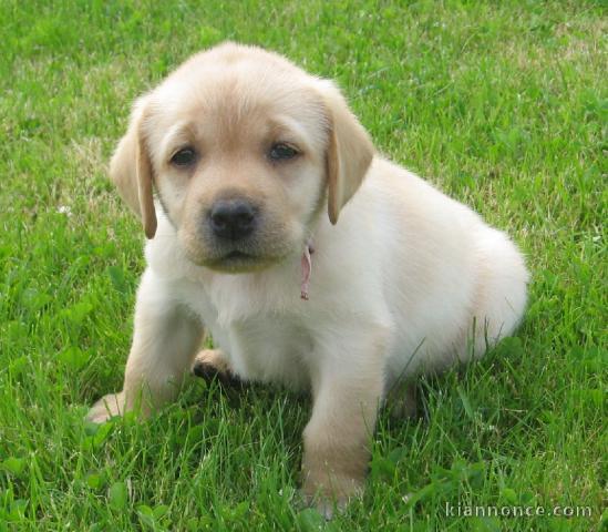 bébé chiot labrador 3 mois 