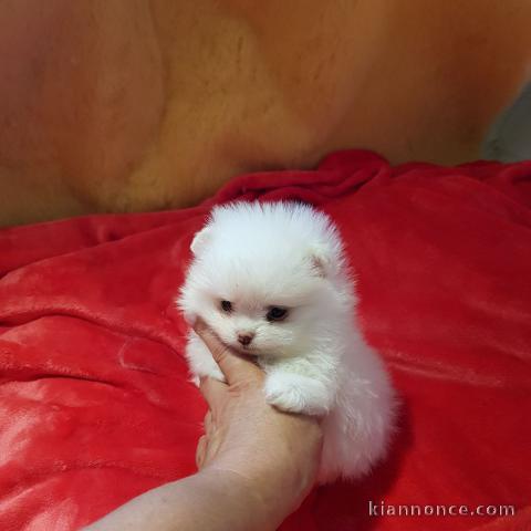 A DONNER Adorable chiot Spitz Nain Blanc Femelle