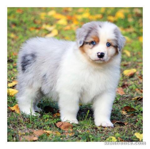 Don de chiot berger australien