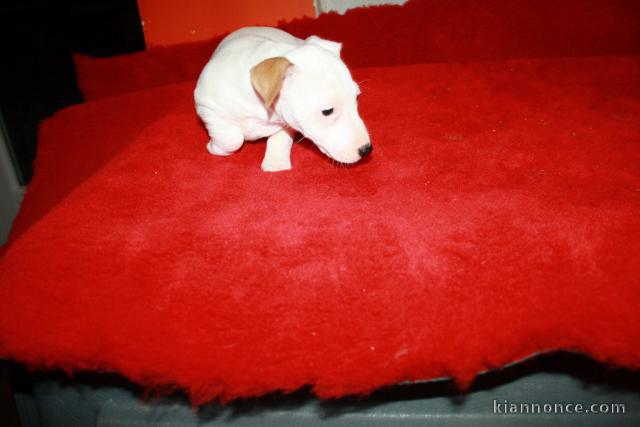 adorable chiot jack russell disponible