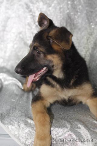 Chiots Berger Allemand LOF DISPONIBLE 