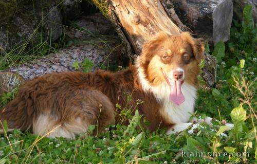 chiots bergers australiens a reserve