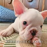 chiots Bouledogue Français