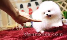 chiots spitz a reserve