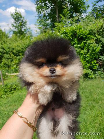 A donner magnifiques loulous de Poméranie 