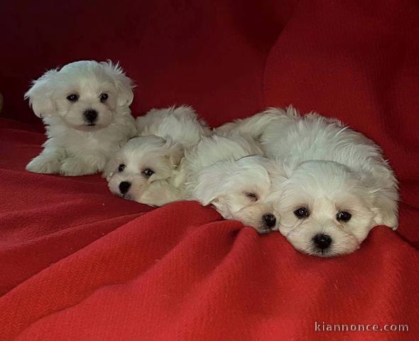 Chiots Samoyède disponible